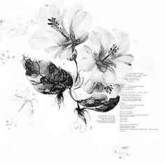 a black and white drawing of flowers on a white background