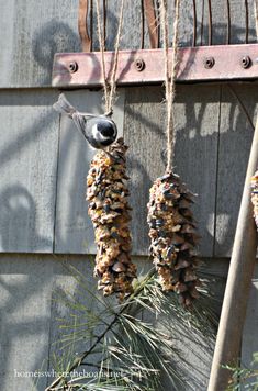 two pine cones are hanging from a tree branch with birds perched on them and one bird is pecking at the feeder