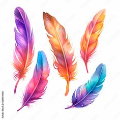 three colorful feathers on a white background