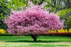 a pink tree in the middle of a park