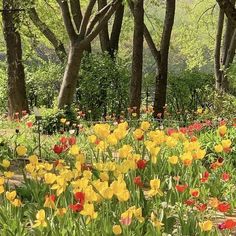 many different colored flowers in the grass near trees