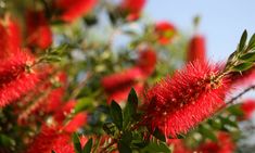 bright red flowers are blooming in the sun