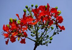 red flowers against a blue sky with green buds on the top and bottom part of it