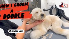 a white dog is being groomed in a salon