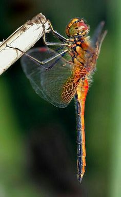 a close up of a dragonfly on a branch