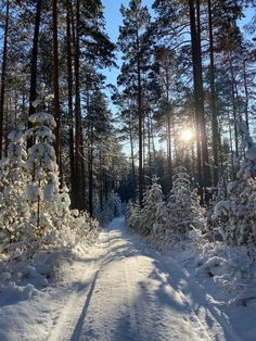 the sun is shining through the trees in the snow