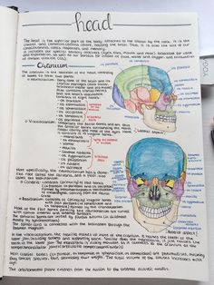 an open book with drawings of the human head and brain in it's pages