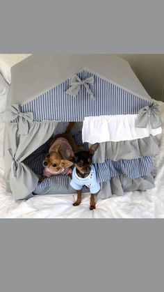 two small dogs sitting on top of a bed next to each other in a tent