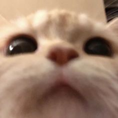 a close up of a cat's face with its eyes wide open and looking at the camera