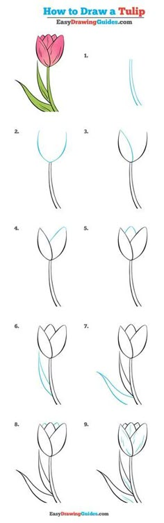 how to draw a tulip step by step instructions for beginners and advanced students