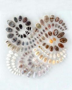 several different types of seashells are arranged in a circle on a white surface