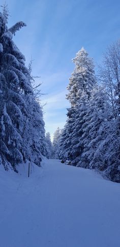 #germany #winter #winterwonderland #blackforest #forest #snow Black Forest Germany Winter, Germany Winter, Thea Stilton, Black Forest Germany, Pretty Views, Nice Dream, Golden Key, I Love Snow, The Black Forest