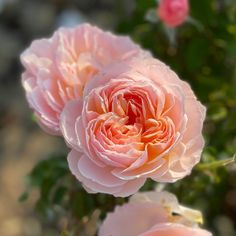 two pink roses with green leaves in the background