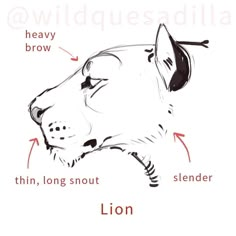 a drawing of a lion's head with the words lion below it and labeled in red