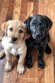 two puppies sitting next to each other on top of a hard wood floor with one looking at the camera