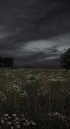 a field full of flowers under a dark sky with clouds in the backgroud