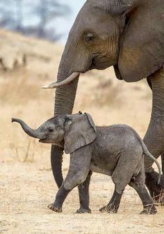 an adult elephant standing next to a baby elephant