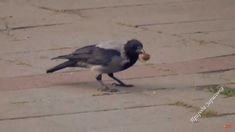 a black and white bird with a ball in it's mouth on the ground