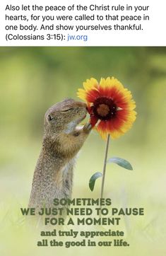 a squirrel kissing a flower with the caption, sometimes we just need to pause for a moment and truly appreciate all the good in our life