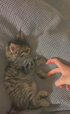 a small kitten laying on top of a bed next to a person's hand