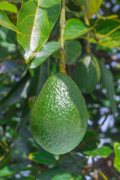 an avocado hanging from a tree with leaves