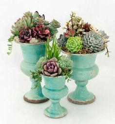 three blue vases filled with succulents on top of a white table