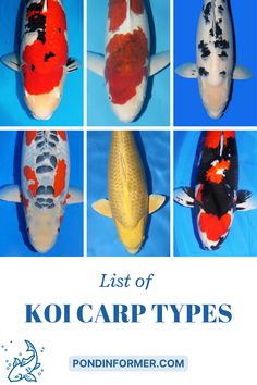 different types of koi carps with the words list of koi carp types