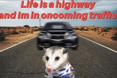 a possum is standing in front of a car with the words life is a highway and i'm in oncoming traffic