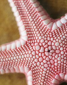 a red and white starfish sitting on top of a wooden table