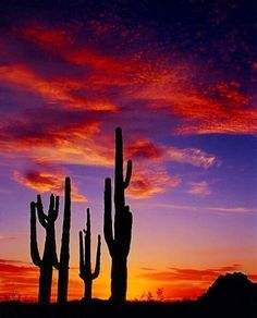 the sun is setting behind two saguados and there are clouds in the sky