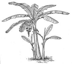 a black and white drawing of a banana tree