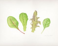 three leafy greens are shown on a white background