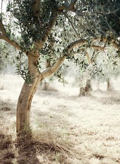 an olive tree with lots of green leaves