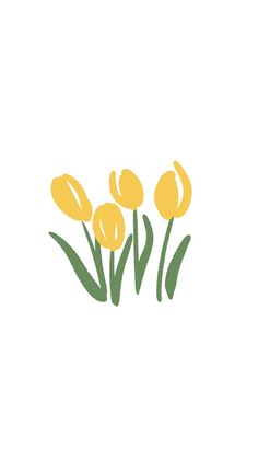 yellow tulips on white background with green leaves