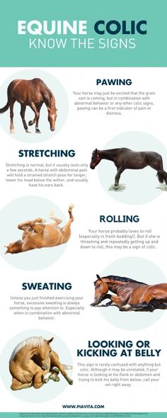 the different types of horses that can be seen in this info sheet, including their names and