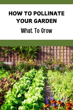 a garden with the title how to pollnate your garden what to grow on it