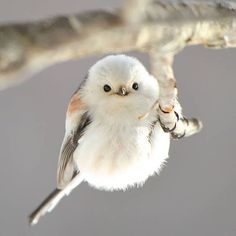 a small white and brown bird perched on a branch with its eyes wide open while looking at the camera