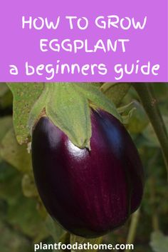 an eggplant plant with the text how to grow eggplant a beginner's guide