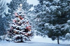 a christmas tree with lights in the snow