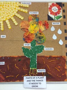 a bulletin board with flowers and plants on it, labeled parts of a plant that needs to grow