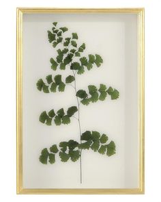 an image of a plant that is in a frame