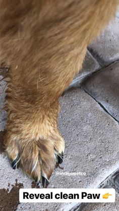 the paw of a dog that is standing on some tile flooring with it's claws sticking out