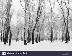 black and white photo of snow covered trees in the woods on a cold winter day