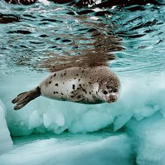 a seal swimming in the water near ice