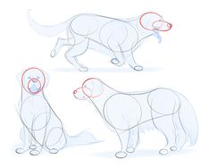 how to draw a dog step by step with pictures wih red circles on it