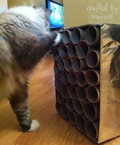 a cat playing with a cardboard box made out of pipes