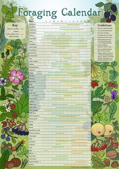 the foraging calendar with plants and berries