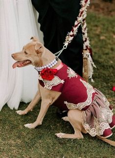 "Designer Exquisite, Excellent Quality, Custom Hand Made to Order Harness Pet Dress for your Precious Girl.  The Dress has several layers of gathered Burgundy Cotton and Burgundy Tulle Skirt. The top Sparkling Tulle Lace layer is decorated with Reach Gold and Pink Embroidery to add Extravagant Elegance and Fanciness.  The 2nd, Burgundy Layer underneath is trimmed with Gold Satin Ribbon. There are two more Burgundy Tulle Layers underneath. The Burgundy Bodice is covered with Burgundy Tulle and in Burgundy Tulle Skirt, Anniversary Reception, Harness Dress, Pink Embroidery, Lace Layers, Mom Wedding, Pet Dress, Burgundy And Gold, Small Dog Breeds