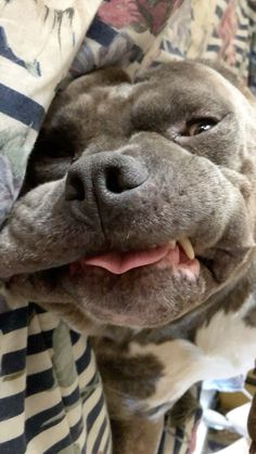 a close up of a dog laying under a blanket