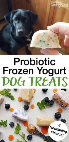 a dog is eating frozen yogurt out of its mouth with the caption, probiotic frozen yogurt dog treats